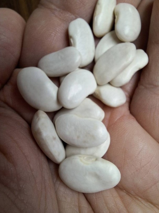 De Soissons Blanc futóbab - bab, Phaseolus vulgaris, hüvelyes